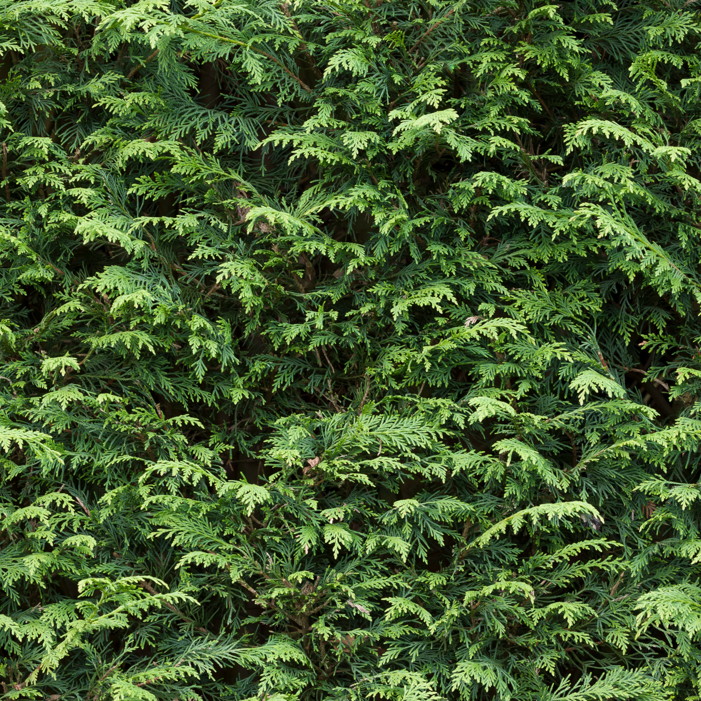 shutterstock_2070223772_9f8152e9-4c65-4d7d-9d72-12ceded842ef.png