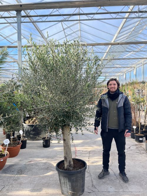 Olive Tree 45L 1.5-1.8m + Teracotta Pot + Soil + Gravel