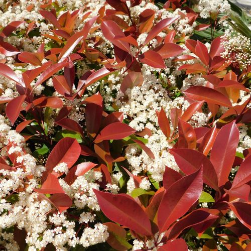 Photinia 'Red Robin' on frame 150-180cm