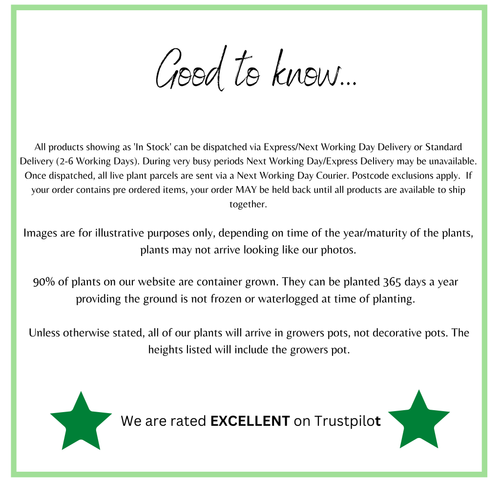 Acer palmatum 'Atropurpureum' 170cm 50L