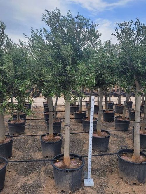Olive Tree 40L 200-220cm (Multibuy Offers Available)