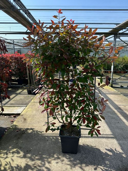 Photinia 'Red Robin' on frame 150-180cm